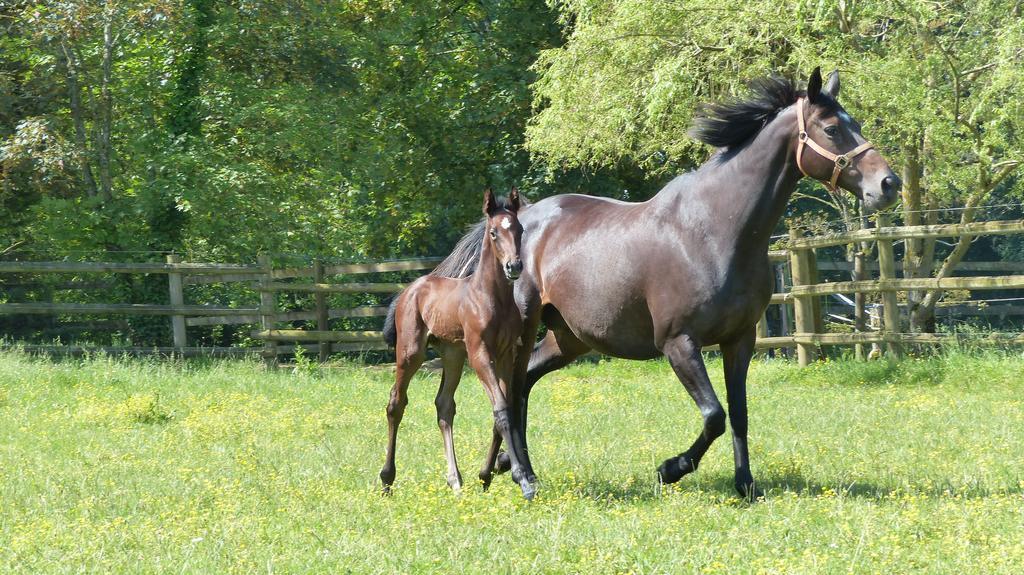 Chambres D'Hotes Du Haras De CoddesCercy-la-Tour エクステリア 写真